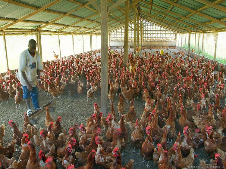 Em Angola a Fome chegou tambem na pecuária falta de cevada e ração cara provocam morte de centenas de animais